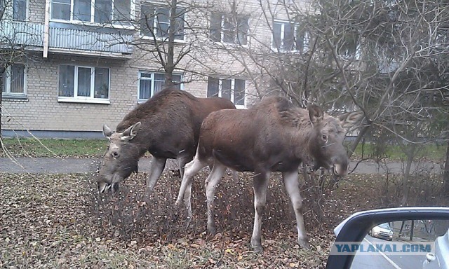 А тем временем в Австралии