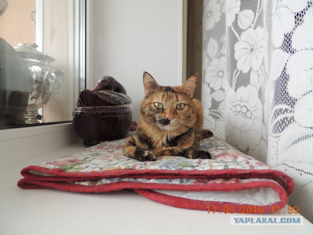 Мои кошки