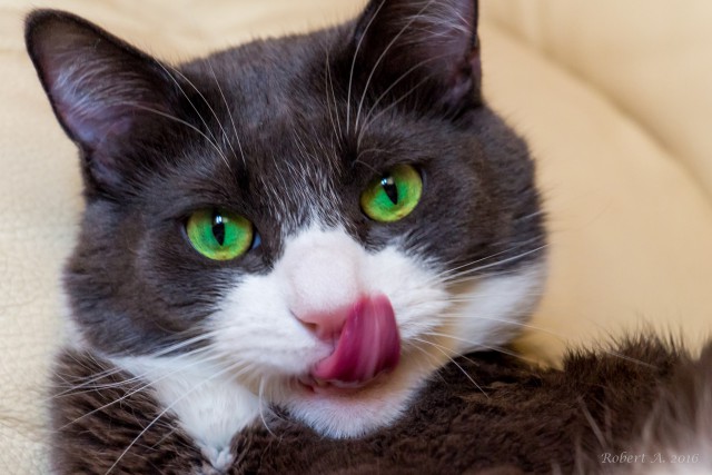 Наша хвостато-усатая семья