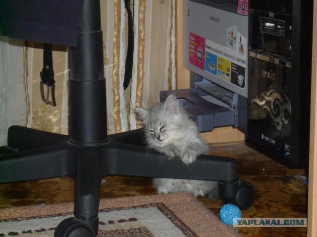 КотоВторник 26.04.2016