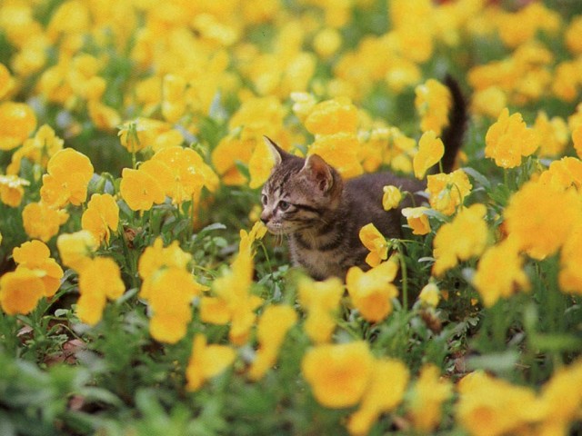 КошкоЛето!