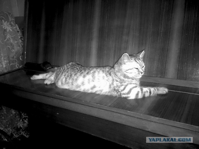Котовторник 09.08.2016