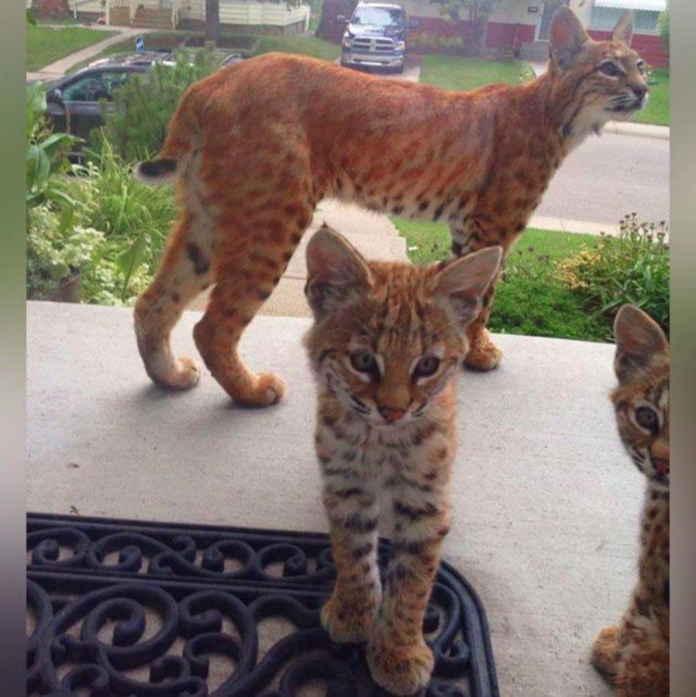 Прикольные животные