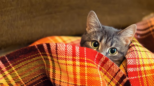 Коты из сети