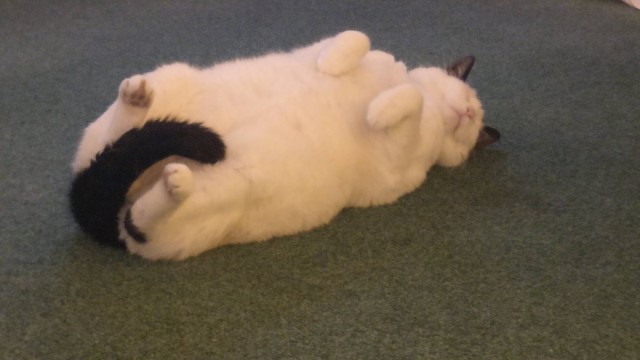 Коты из сети