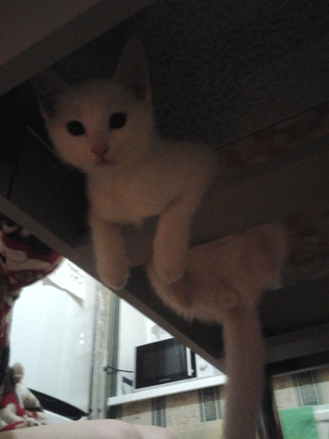 Коты и Кошки