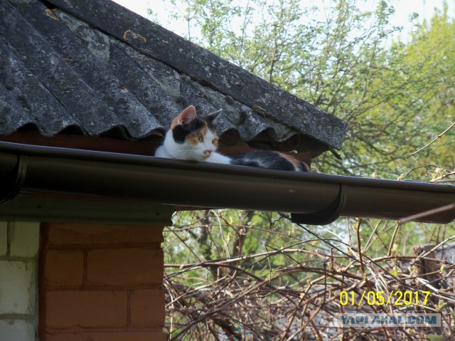 Котовторник 8.08.2017