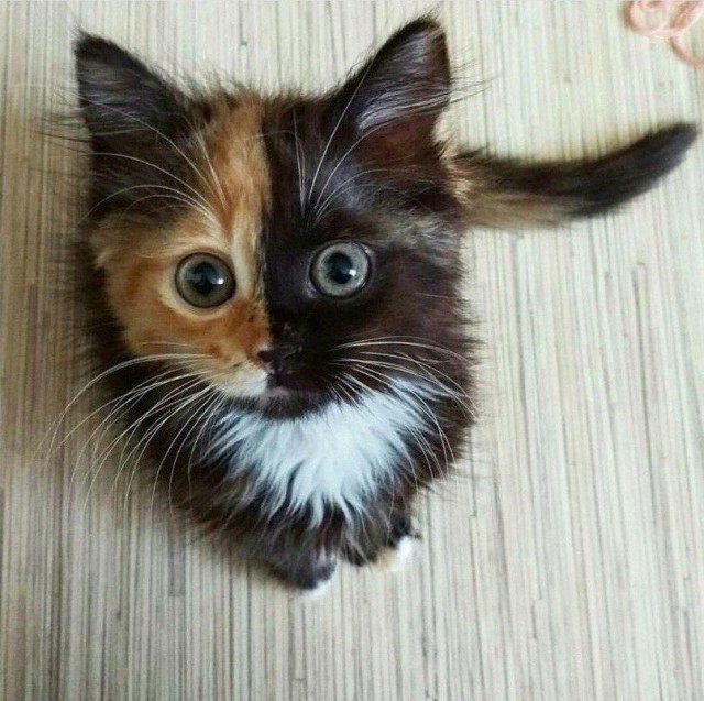 Коты и Кошки