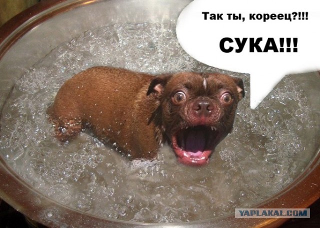 Жабельный собакен