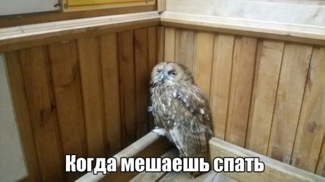 Подборка забавных животных