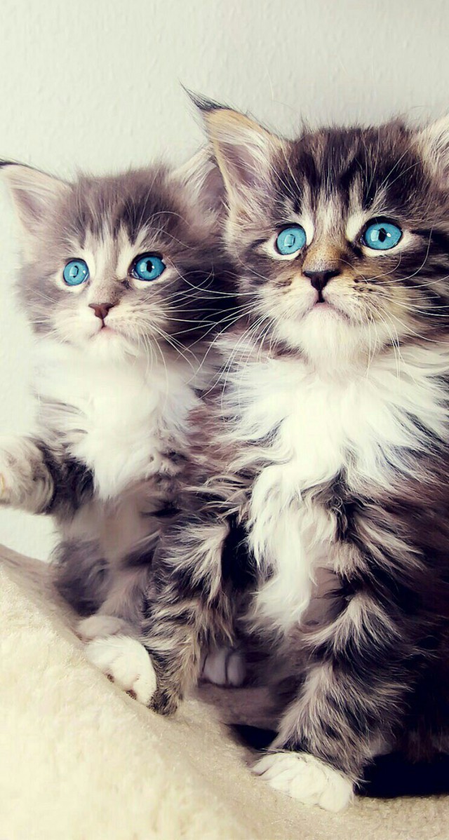 Коты и Кошки