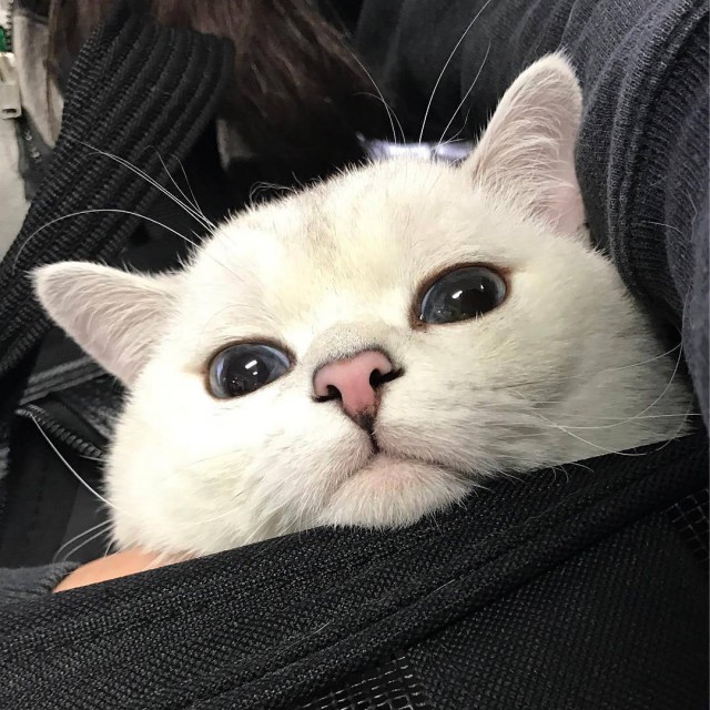 Коты и Кошки