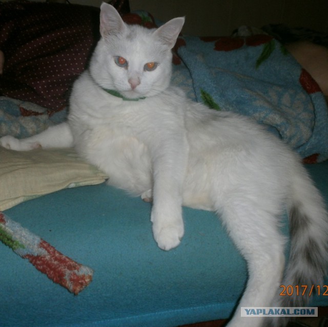 Котовторник  19.12.2017