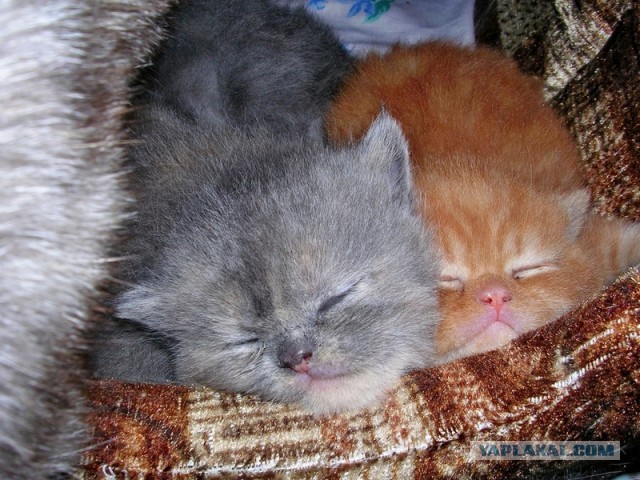 Котовторник 16.01.2018
