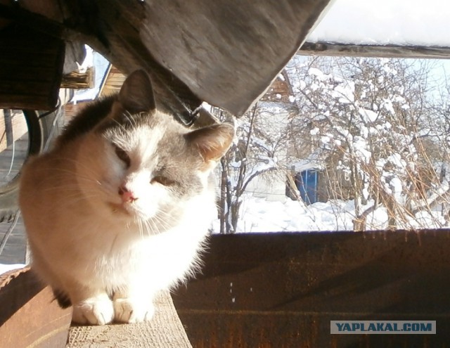 Котовторник 20.02.18