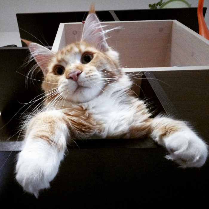 Котовторник 22.05.2018