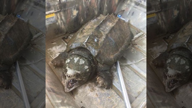 В Оклахоме рыбаки поймали настоящего монстра