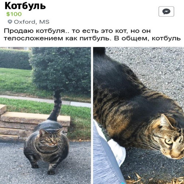 Картинки по-приколу