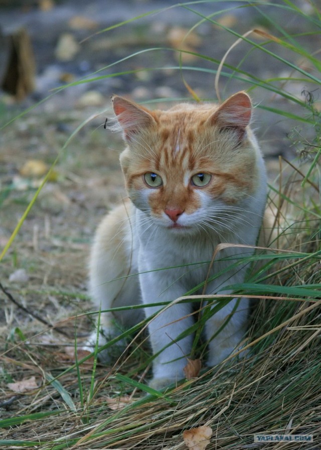 Забыли котовторник? А вот он!