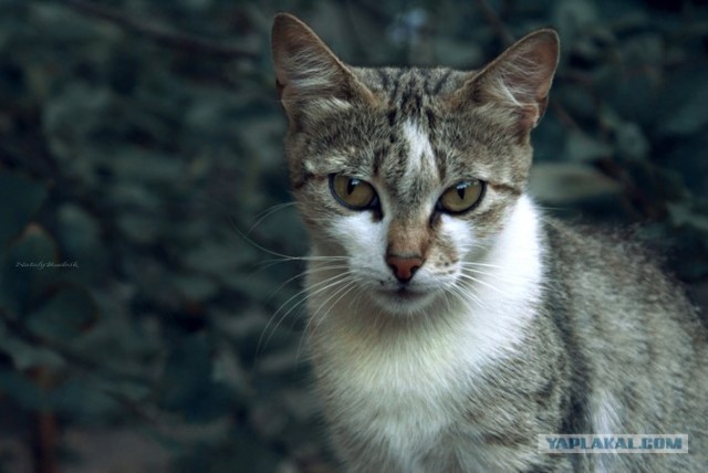 Котовторник на 22 июня