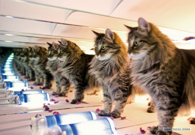 Начинаем котовторник!