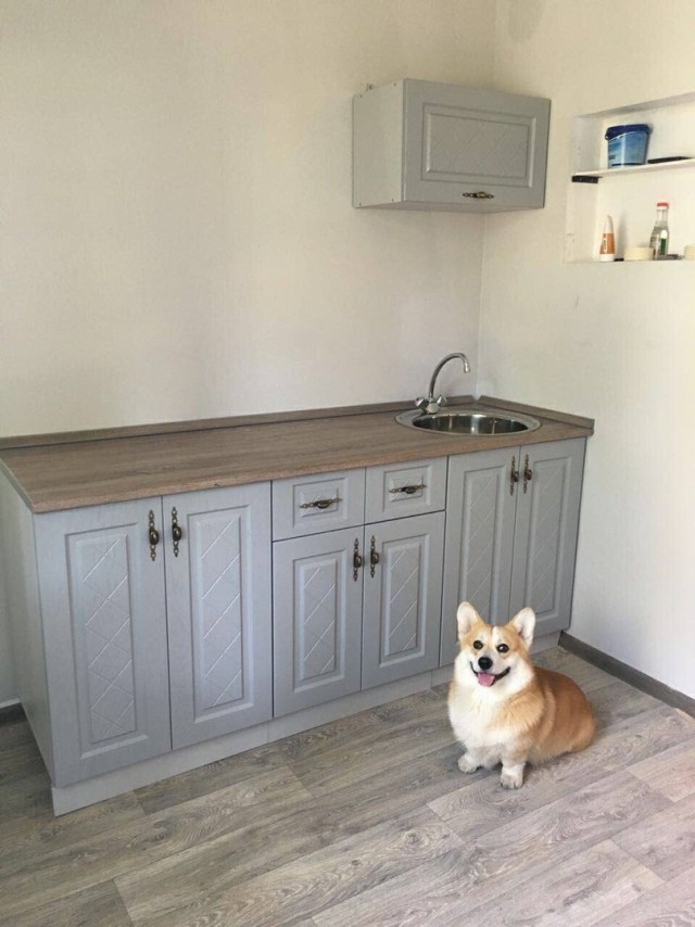 Живность из сети