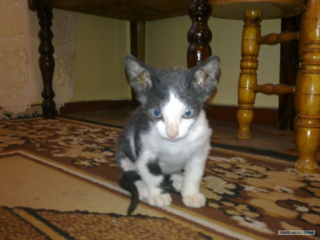 Котовторник! 11.10.11