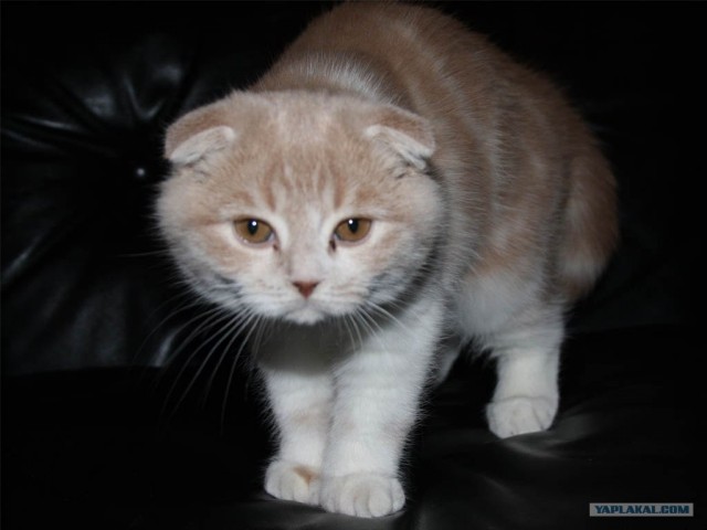 Котовторник!