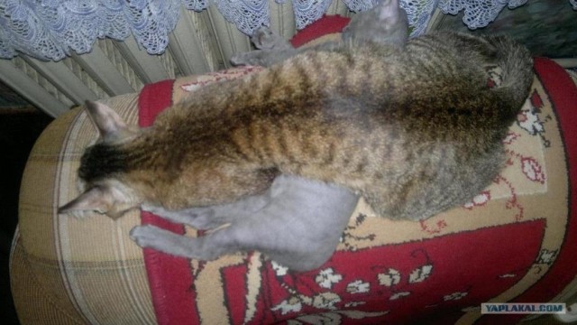 Котовторник 17 января