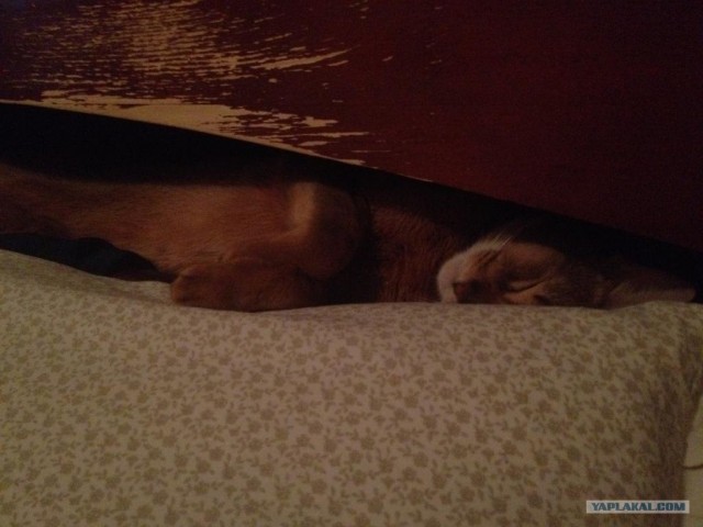 Котовторник (07.02.2012)