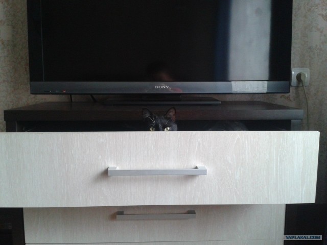 Котовторник  от 3.04.2012