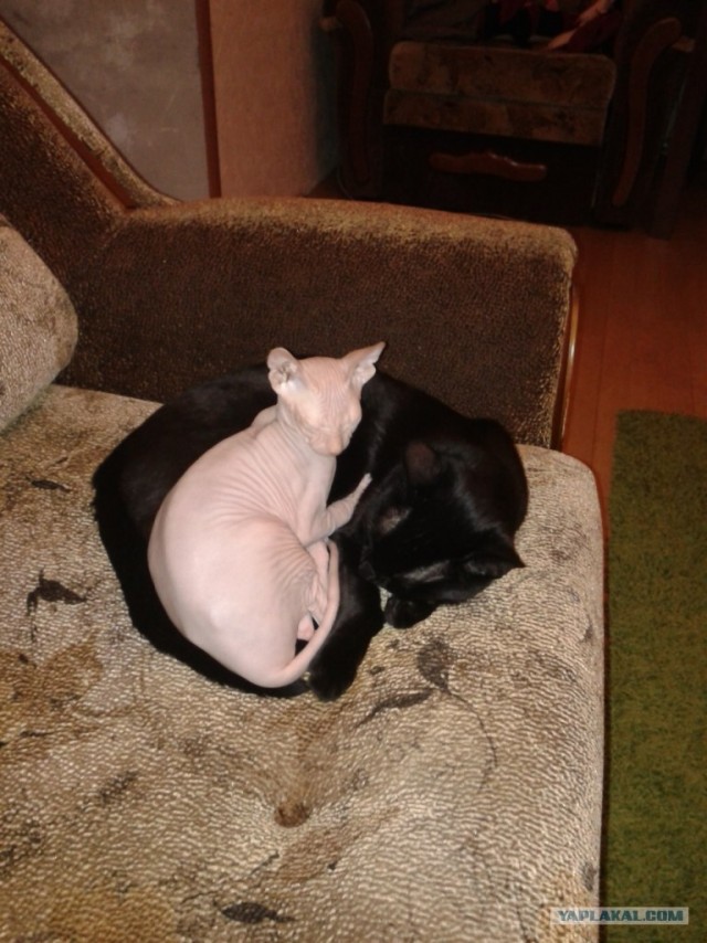 Котовторник 31.07.2012 г.