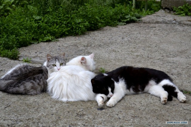 Котовторник  28.08.12