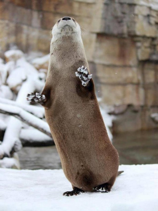 Канзасские выдры любят секс на снегу!