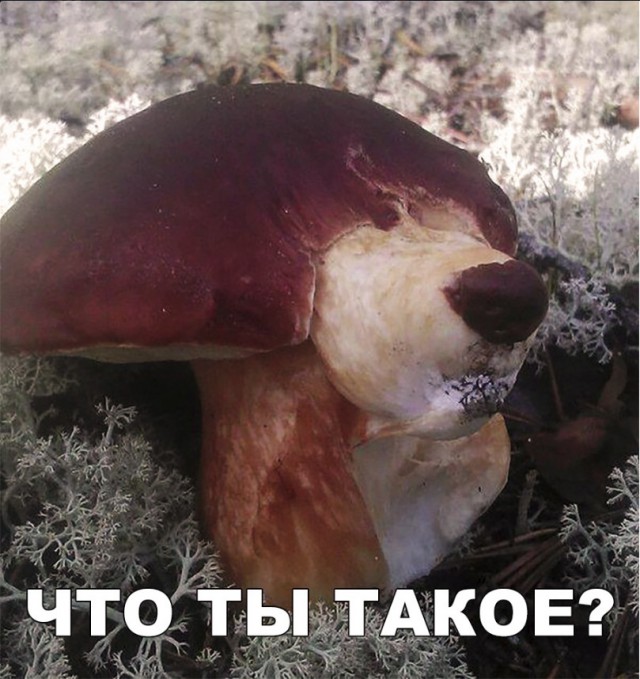 Нестандартный юмор