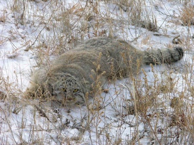 Дикий котовторник
