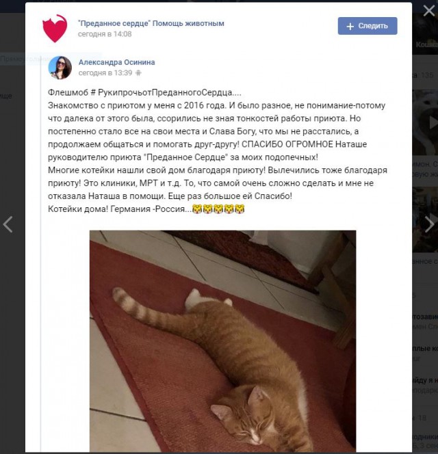 Помогите вернуть кота! Приют "Преданное сердце" украл кота и не отдает!