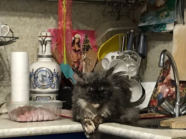 Котовторник. Начало.