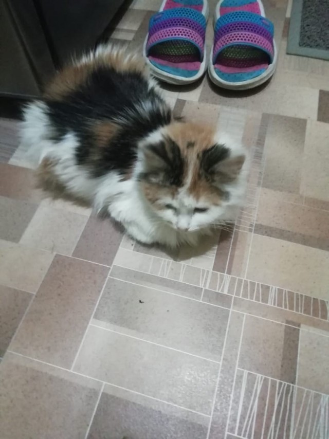 Забавные фото котеек