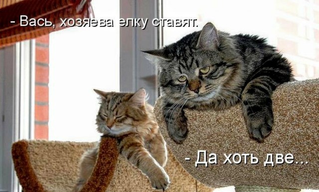 Картинки с надписями, истории и анекдоты 21.12.19