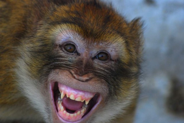 Живность из сети