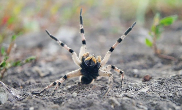 Мизгирь: Единственный русский тарантул — настоящий монстр!