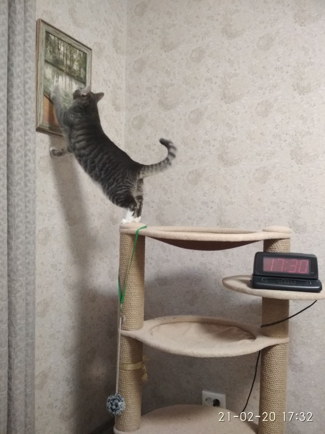 Забавные картинки с котами из сети