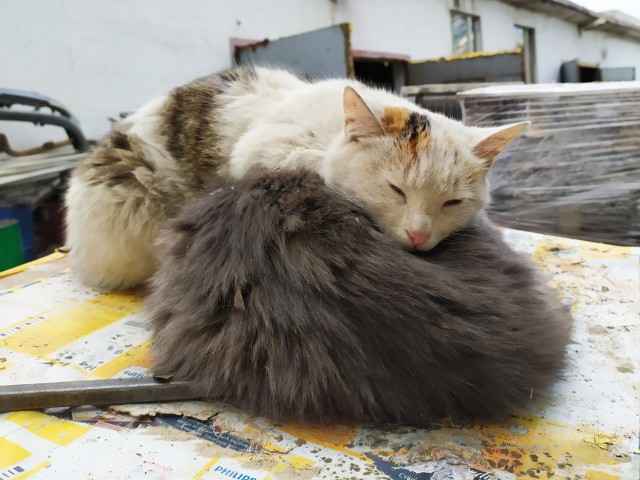 Ну, с котовторником!
