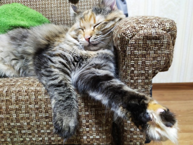 Ну, с котовторником!