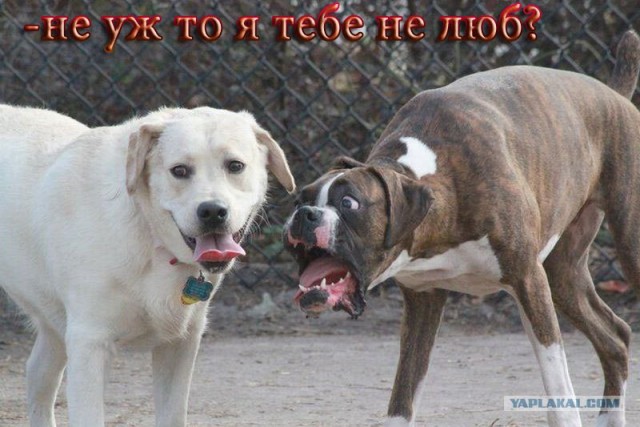 Фотожаба: Две собаки
