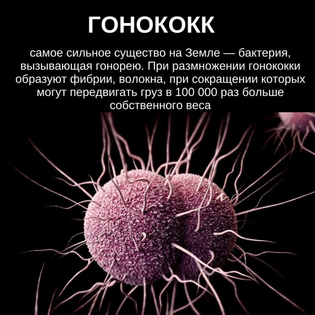 Чепуха на четверг.11-12