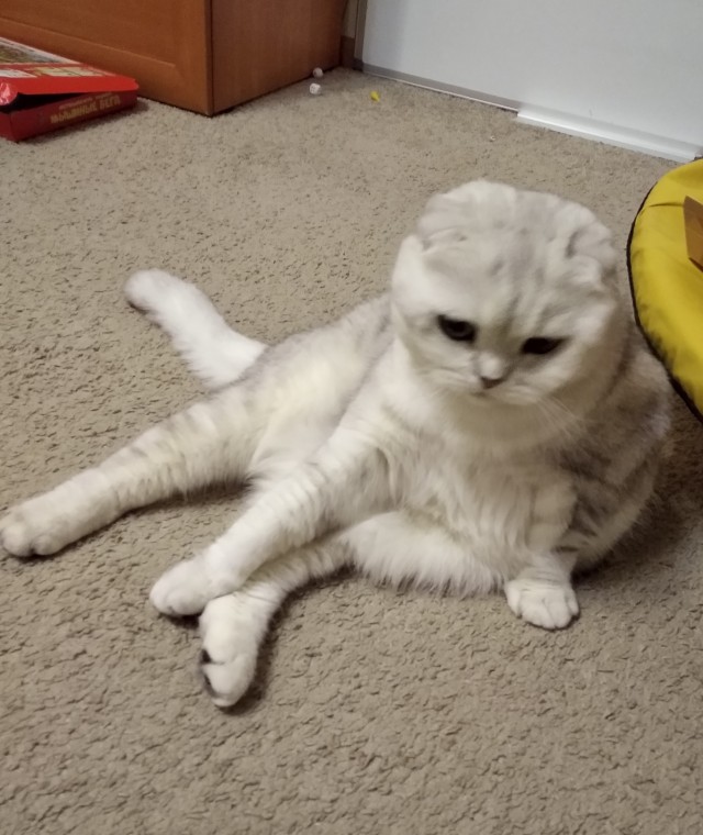 Моя красотка