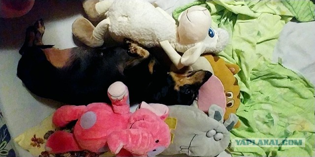 Зажал косточку, получи ппц