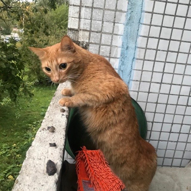Всех кошатников с Праздником!